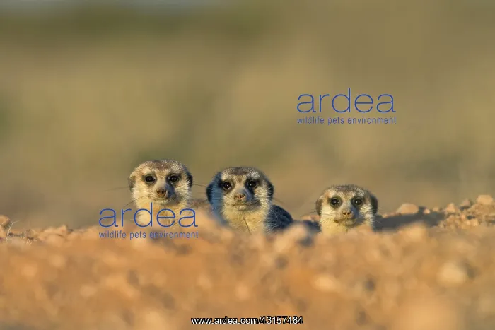  : Meerkats (Suricata suricatta) looking out from their burrough