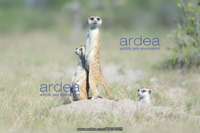 : Meerkat (Suricata suricatta) family being alert : Meerkat (Suricata suricatta) family being alert