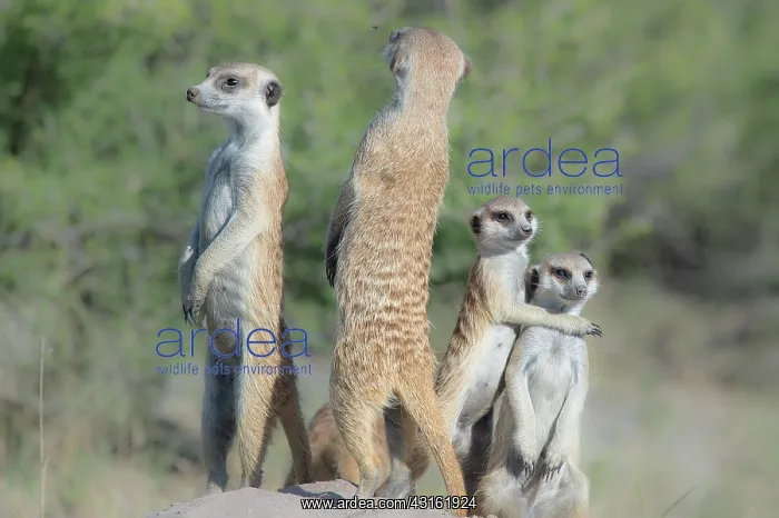 : Meerkat (Suricata suricatta) family watching for predators : Meerkat (Suricata suricatta) family watching for predators