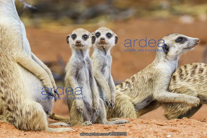 : Meerkat babies sitting upright. Kalahari, Transfrontier : Meerkat babies sitting upright. Kalahari, Transfrontier