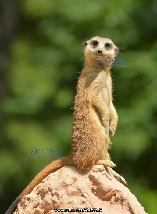  : Meerkat on lookout