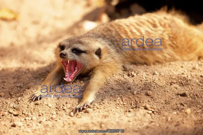 : Meerkat lying in the sand, yawning, Kruger National : Meerkat lying in the sand, yawning, Kruger National