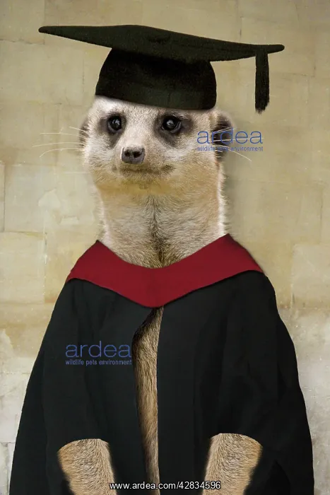 : Meerkat - in mortar board and gown : Meerkat - in mortar board and gown