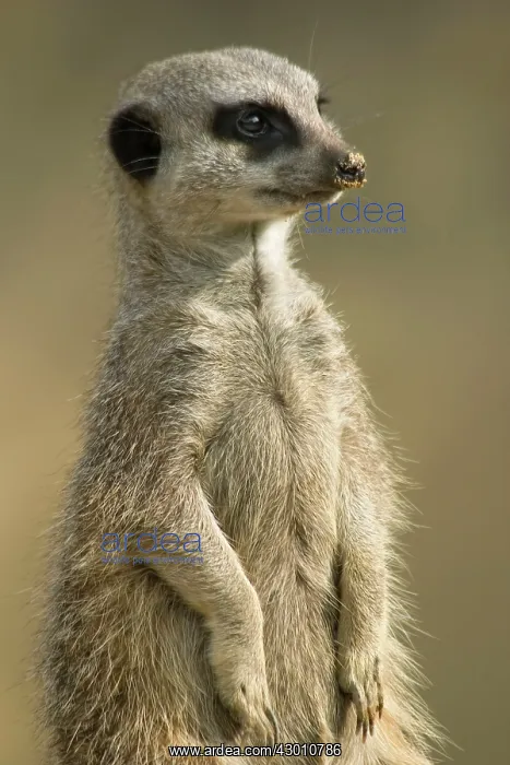 : Meerkat - sentry with sand on nose : Meerkat - sentry with sand on nose