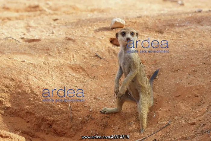 : Meerkat standing upright. Kalahari, Transfrontier : Meerkat standing upright. Kalahari, Transfrontier