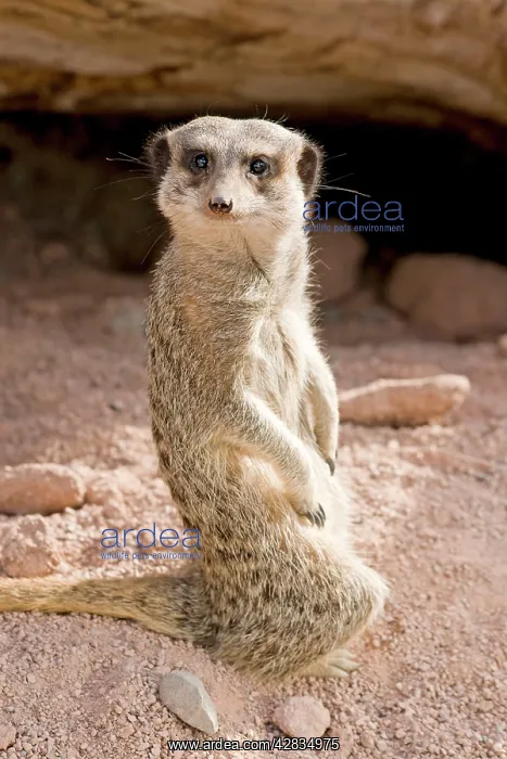 : Meerkat / Suricarte : Meerkat / Suricarte