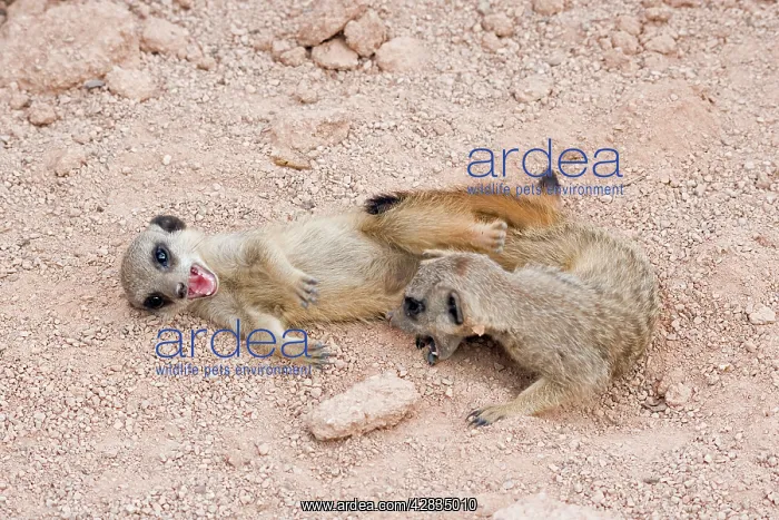 : Meerkat / Suricarte - babies playing : Meerkat / Suricarte - babies playing