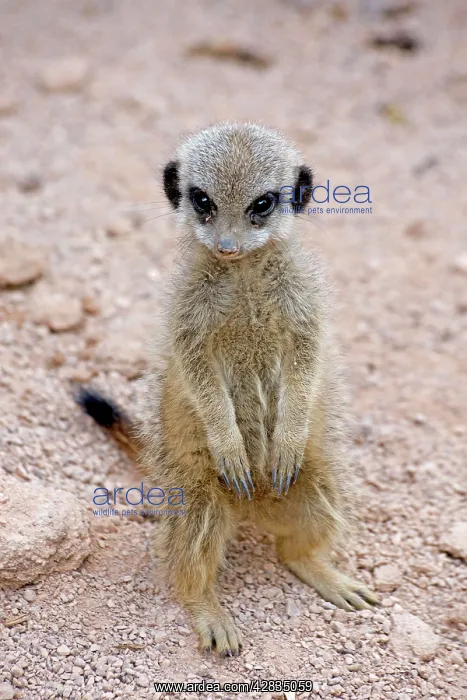  : Meerkat  /  Suricarte - baby
