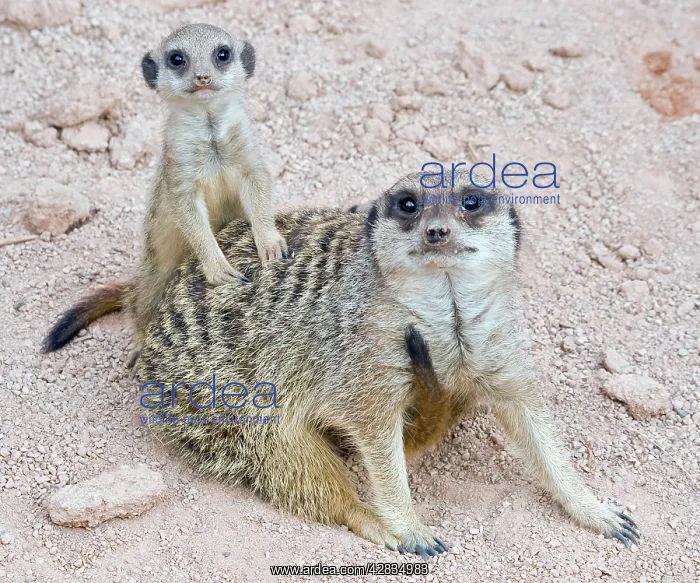 : Meerkat / Suricarte - mother and baby : Meerkat / Suricarte - mother and baby