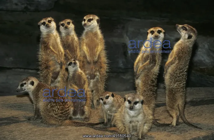 : Meerkat, suricata (Suricata suricatta) : Meerkat, suricata (Suricata suricatta)