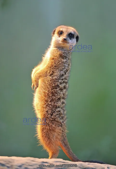 : Meerkat (Suricata suricatta) : Meerkat (Suricata suricatta)