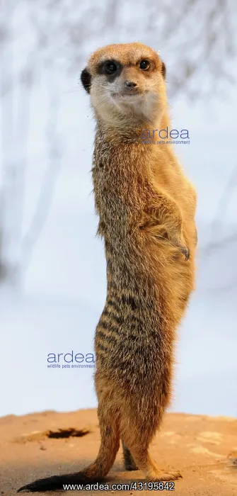 : Meerkat (Suricata Suricatta) : Meerkat (Suricata Suricatta)