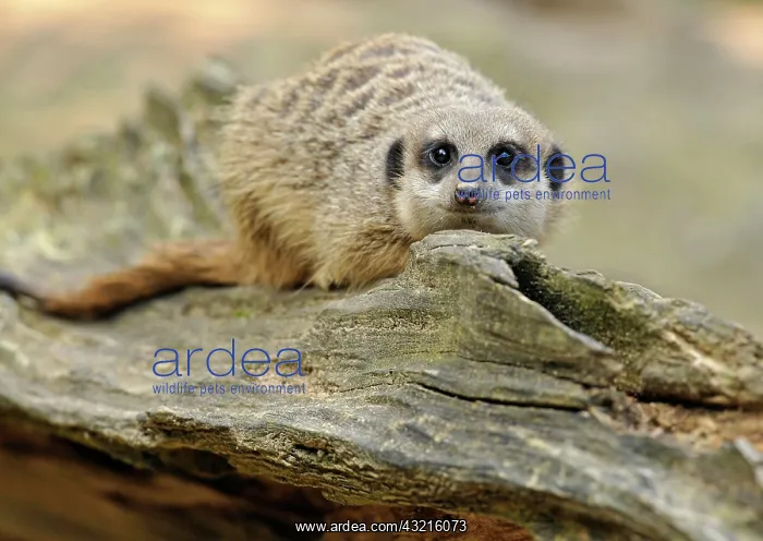 : Meerkat (Suricata suricatta) : Meerkat (Suricata suricatta)