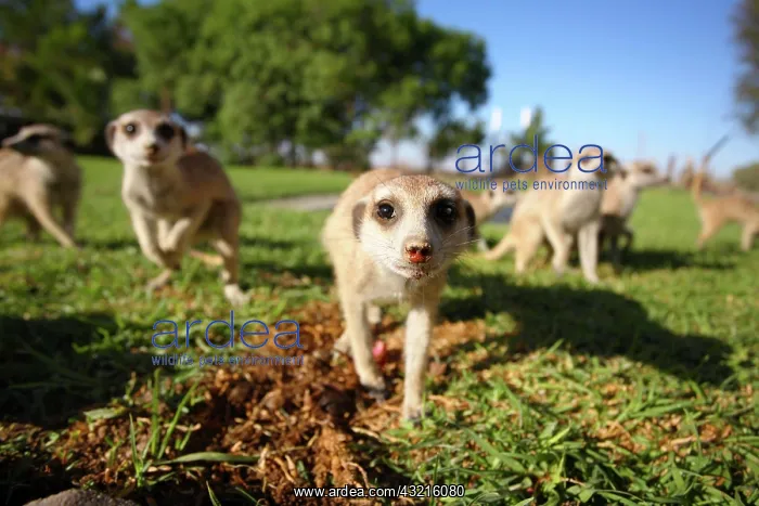 : Meerkat (Suricata suricatta) : Meerkat (Suricata suricatta)