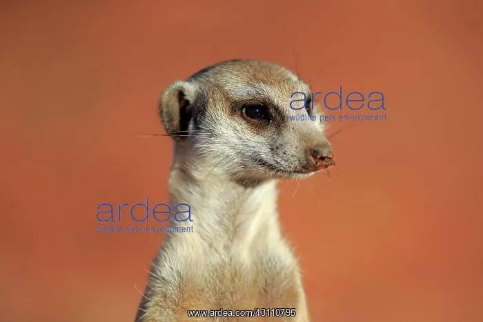 : Meerkat (Suricata suricatta), adult, animal portrait : Meerkat (Suricata suricatta), adult, animal portrait