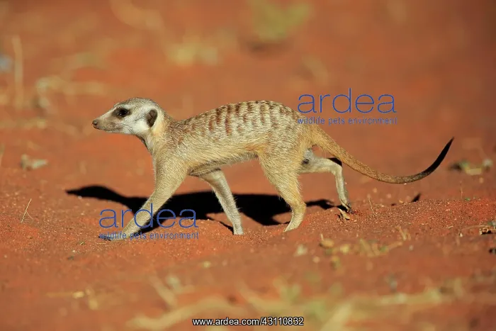 : Meerkat (Suricata suricatta), adult, running, Tswalu : Meerkat (Suricata suricatta), adult, running, Tswalu