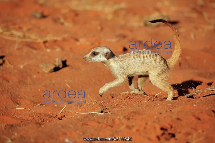 : Meerkat (Suricata suricatta), adult, running, Tswalu : Meerkat (Suricata suricatta), adult, running, Tswalu