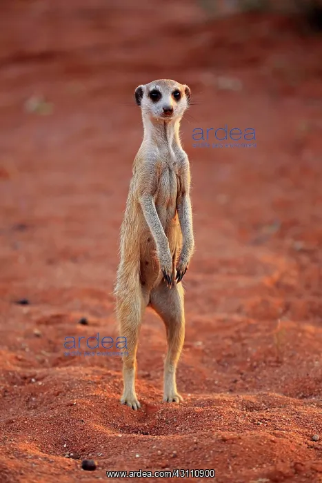 : Meerkat (Suricata suricatta), adult, standing upright : Meerkat (Suricata suricatta), adult, standing upright