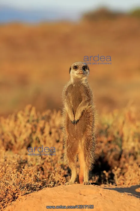  : Meerkat (Suricata suricatta), adult, standing upright