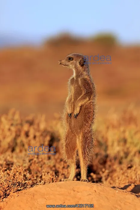 : Meerkat (Suricata suricatta), adult, standing upright : Meerkat (Suricata suricatta), adult, standing upright