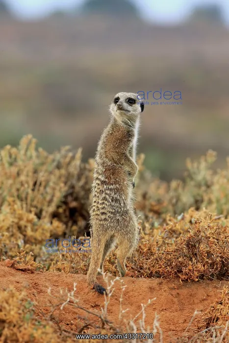 : Meerkat (Suricata suricatta), adult, standing upright : Meerkat (Suricata suricatta), adult, standing upright