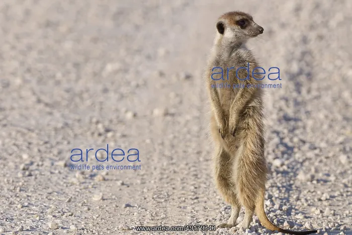 : Meerkat (Suricata suricatta), adult : Meerkat (Suricata suricatta), adult