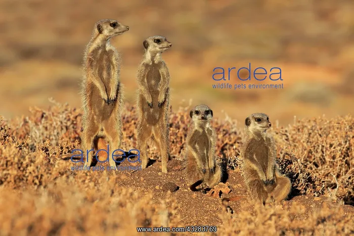 : Meerkat (Suricata suricatta), adult, animal family : Meerkat (Suricata suricatta), adult, animal family