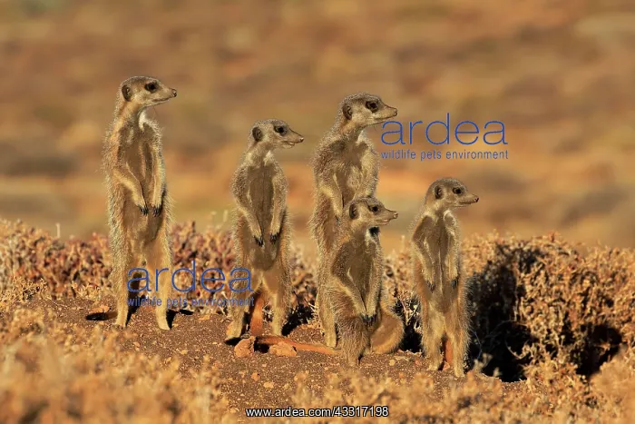 : Meerkat (Suricata suricatta), adult, animal family : Meerkat (Suricata suricatta), adult, animal family