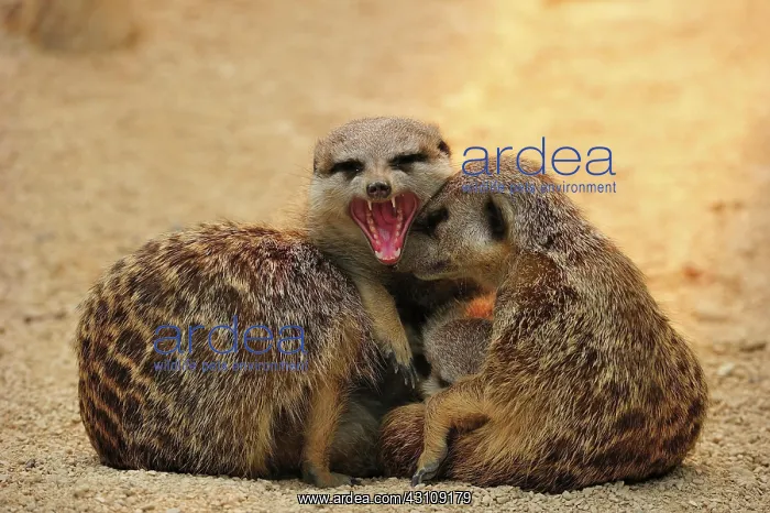 : Meerkat (Suricata suricatta), three adult animals : Meerkat (Suricata suricatta), three adult animals