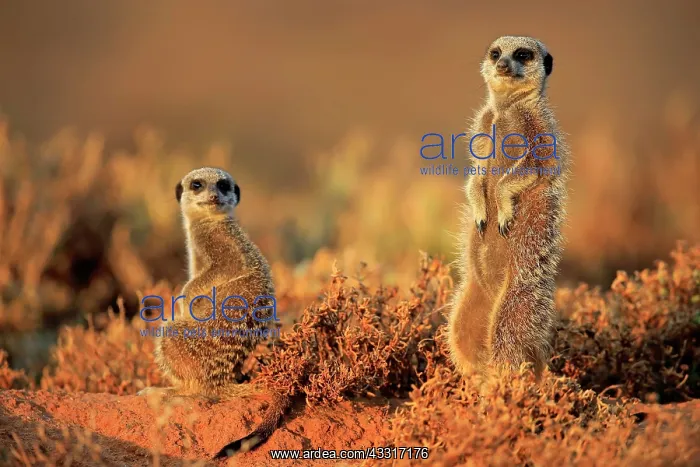 : Meerkat (Suricata suricatta), adult, two animals : Meerkat (Suricata suricatta), adult, two animals