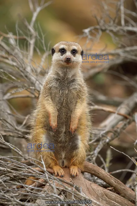 : Meerkat (Suricata suricatta), adult, captive : Meerkat (Suricata suricatta), adult, captive