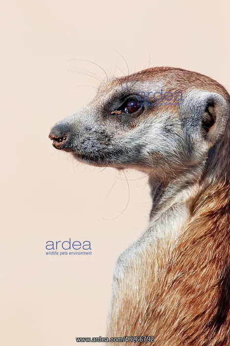 : Meerkat (Suricata suricatta) adult, close-up of : Meerkat (Suricata suricatta) adult, close-up of