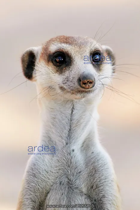 : Meerkat (Suricata suricatta) adult, close-up of : Meerkat (Suricata suricatta) adult, close-up of