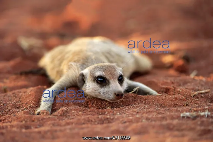 : Meerkat (Suricata suricatta), adult, lying in the : Meerkat (Suricata suricatta), adult, lying in the