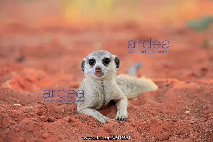 : Meerkat (Suricata suricatta), adult, lying in the : Meerkat (Suricata suricatta), adult, lying in the