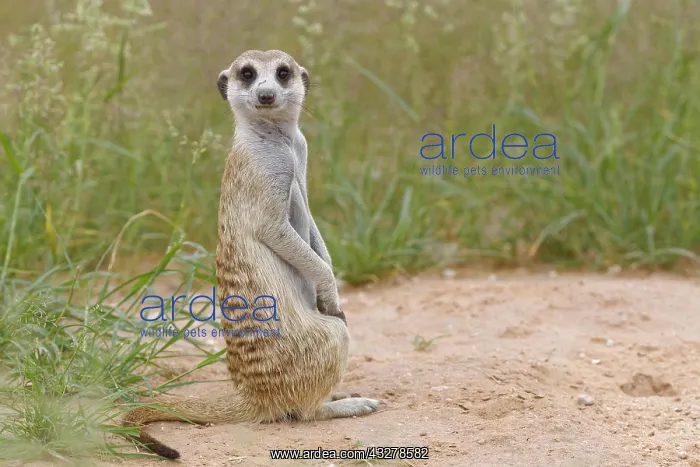 : Meerkat (Suricata suricatta), adult male, sitting : Meerkat (Suricata suricatta), adult male, sitting