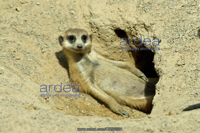 : Meerkat (Suricata suricatta) adult, resting at burrow : Meerkat (Suricata suricatta) adult, resting at burrow