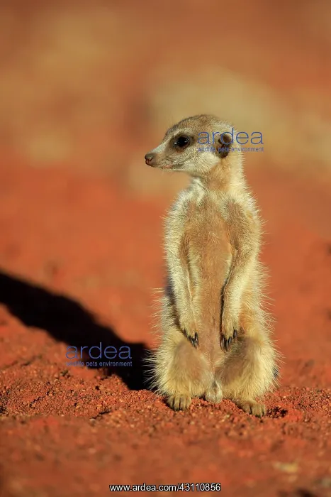  : Meerkat (Suricata suricatta), adult, sitting in