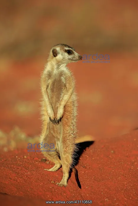 : Meerkat (Suricata suricatta), adult standing upright : Meerkat (Suricata suricatta), adult standing upright