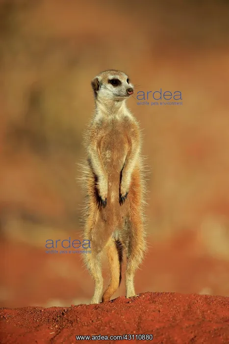 : Meerkat (Suricata suricatta), adult standing upright : Meerkat (Suricata suricatta), adult standing upright