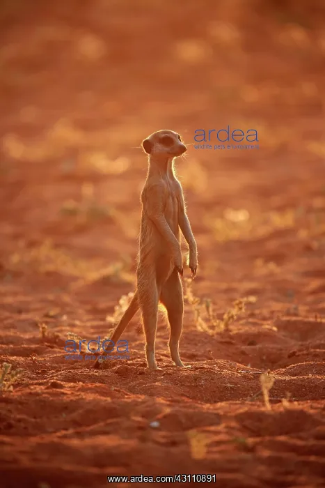 : Meerkat (Suricata suricatta), adult standing upright : Meerkat (Suricata suricatta), adult standing upright