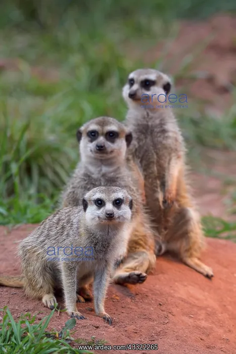 : Meerkat (Suricata suricatta), three adults, captive : Meerkat (Suricata suricatta), three adults, captive