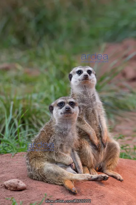 : Meerkat (Suricata suricatta), two adults, captive : Meerkat (Suricata suricatta), two adults, captive