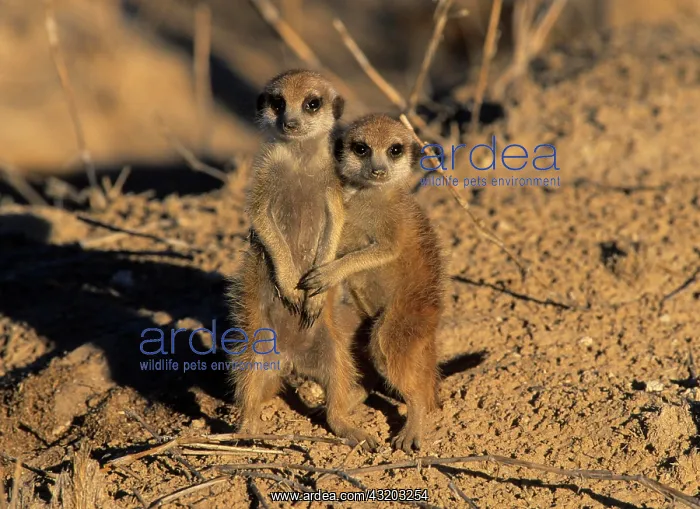 : Meerkat (Suricata suricatta), babies cuddling, Kgalagadi : Meerkat (Suricata suricatta), babies cuddling, Kgalagadi