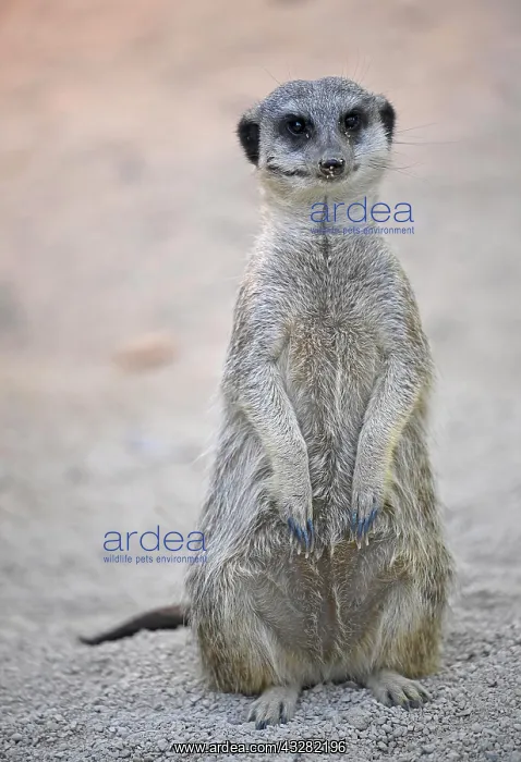 : Meerkat (Suricata suricatta), captive, alert, Germany : Meerkat (Suricata suricatta), captive, alert, Germany