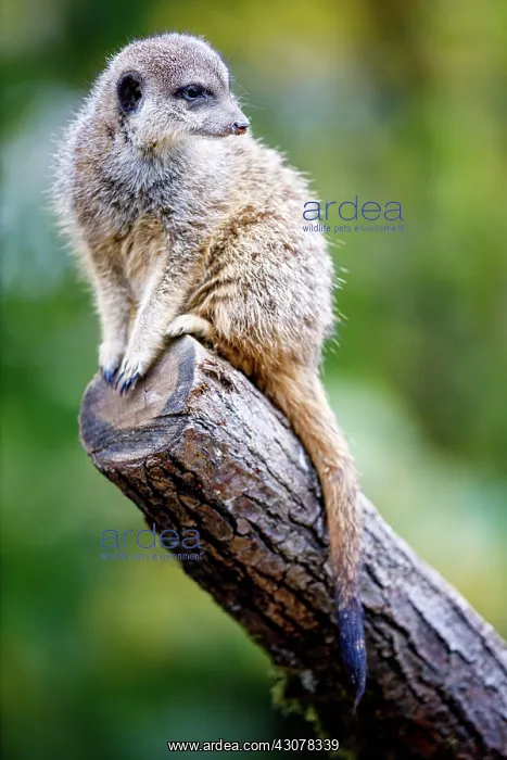 : Meerkat (Suricata suricatta), captive, Frankfurt : Meerkat (Suricata suricatta), captive, Frankfurt