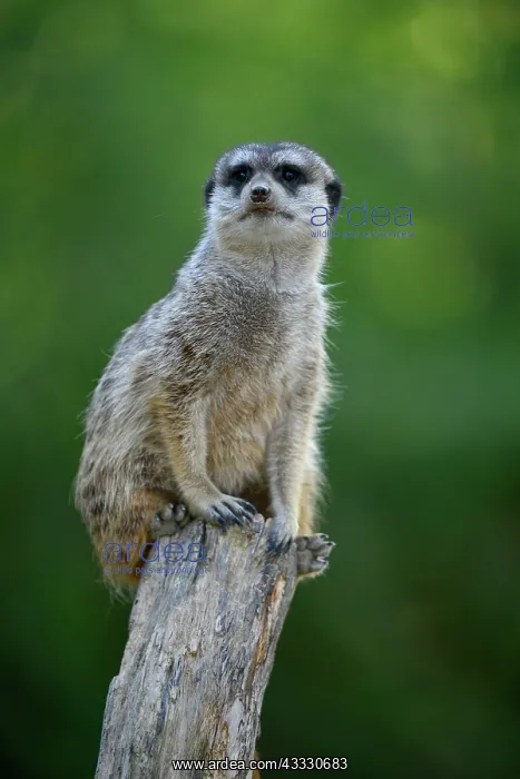 : Meerkat (Suricata suricatta), captive, sits on branch : Meerkat (Suricata suricatta), captive, sits on branch