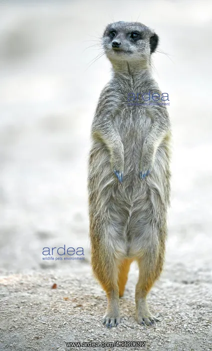 : Meerkat (Suricata suricatta), captive, standing : Meerkat (Suricata suricatta), captive, standing