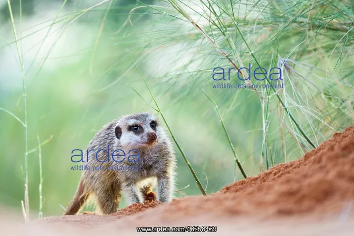  : Meerkat (Suricata suricatta) crosses red soil along