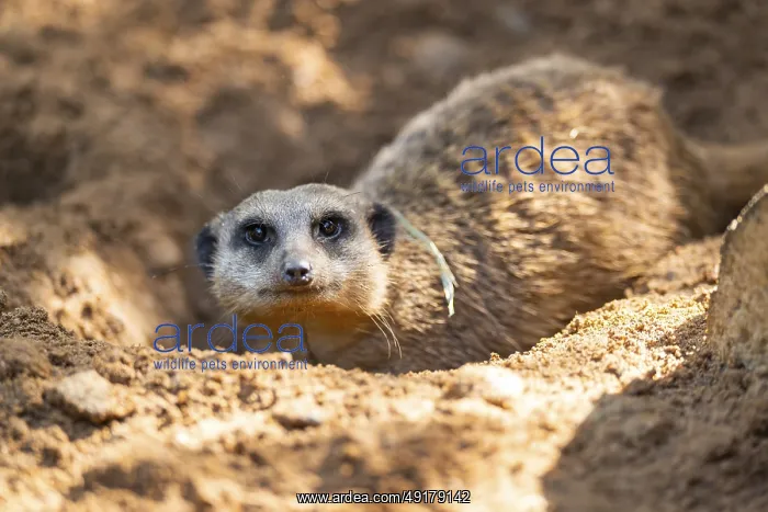: Meerkat (Suricata suricatta) digging in the sand : Meerkat (Suricata suricatta) digging in the sand